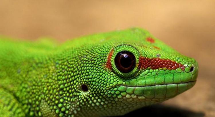 Ящерица геккон: фото и описание, среда обитания, уход и кормление в домашних условиях, невероятные факты Геккон млекопитающее или нет