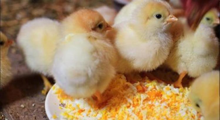 Выращивание цыплят: чем кормить в домашних условиях Цыплята уход и выращивание